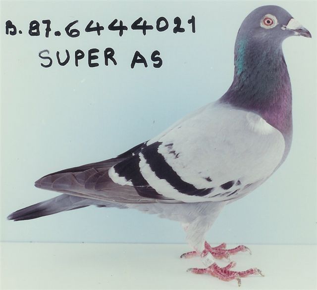 『The Pigeon』 Black Power of Hardy Krüger (Rommerskirchen, DE) is as